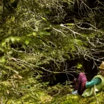 Virtual Forest Bathing Found to Alleviate Stress