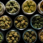 How Strong Is Your Weed? Study Shows Labels Often Misrepresent Potency