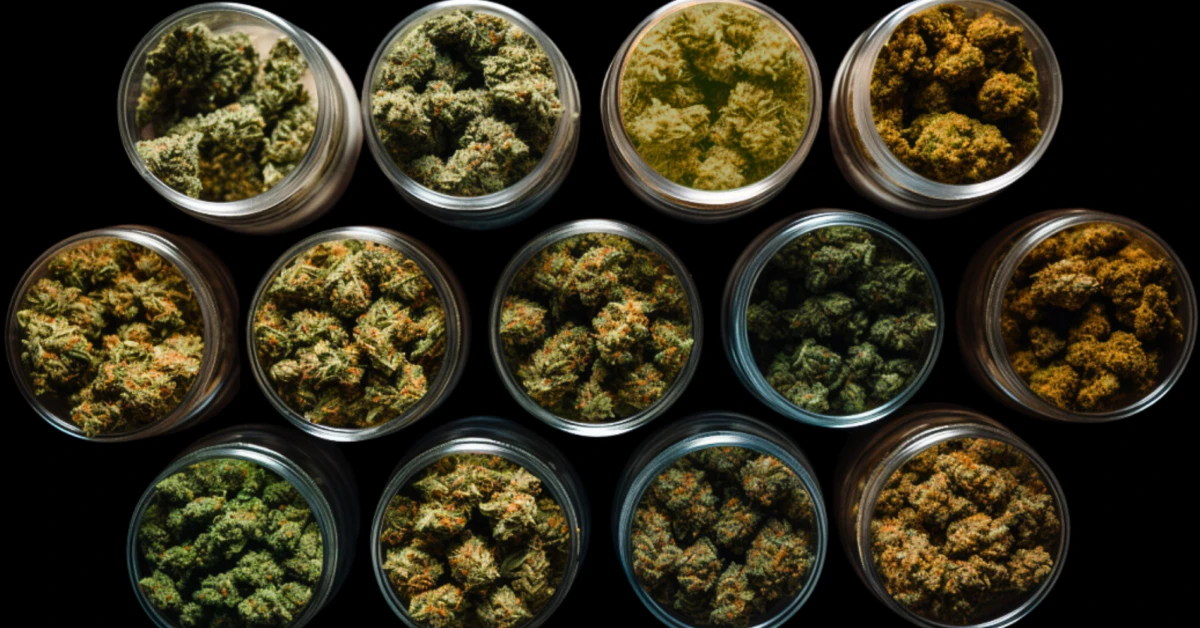 How Strong Is Your Weed? Study Shows Labels Often Misrepresent Potency