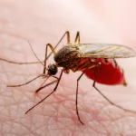 Mosquitoes Carrying West Nile Found in Jefferson County