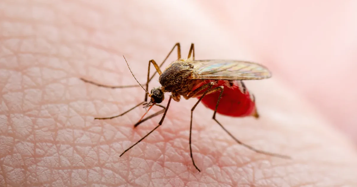 Mosquitoes Carrying West Nile Found in Jefferson County