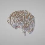 3D Brain Connections: How Modern Imaging Maps the Mind