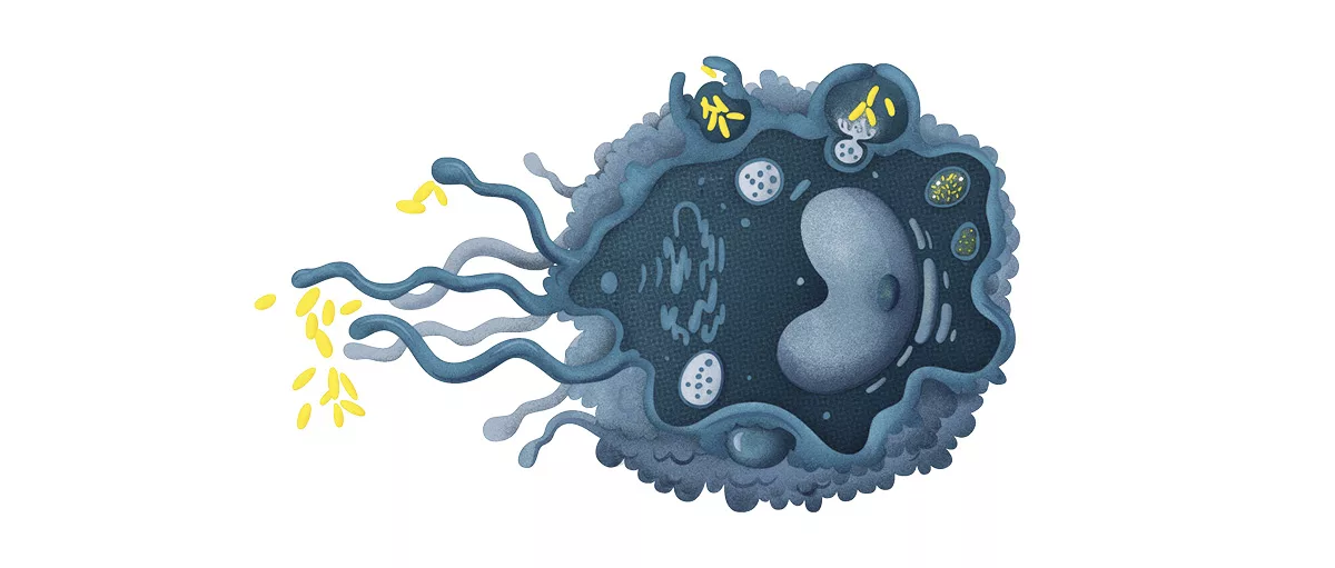 Macrophage Pathways: Signals, Diseases & New Therapies