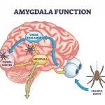 Amygdala Neurons: How They Drive Feelings & Actions