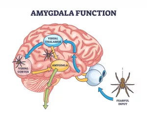 Amygdala Neurons: How They Drive Feelings & Actions