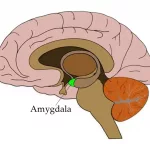 Amygdala Role: How This Tiny Brain Hub Shapes Emotion