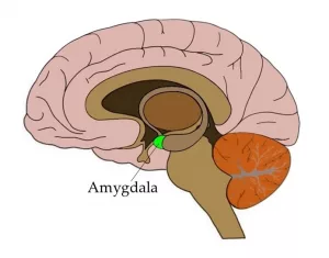 Amygdala Role: How This Tiny Brain Hub Shapes Emotion Amygdala Role: How This Tiny Brain Hub Shapes Emotion