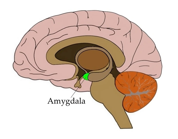 Amygdala Role: How This Tiny Brain Hub Shapes Emotion