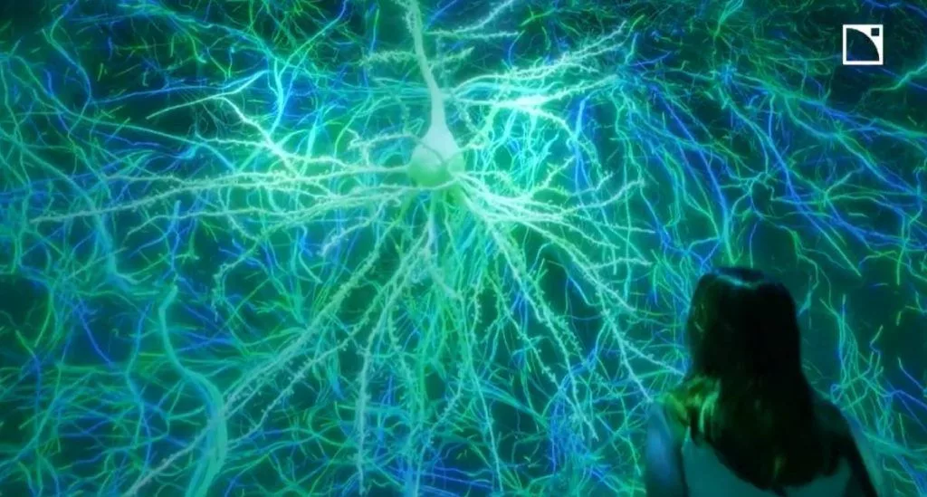 Neural Exploration: How Your Brain Finds New Paths