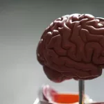 Brain Effects Claim: The Facts Behind the Hype