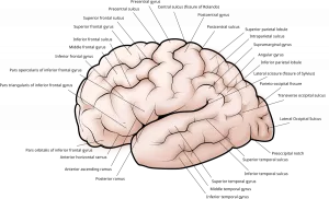 Cerebral Cortex Neurons: Functions, Risks & Insights