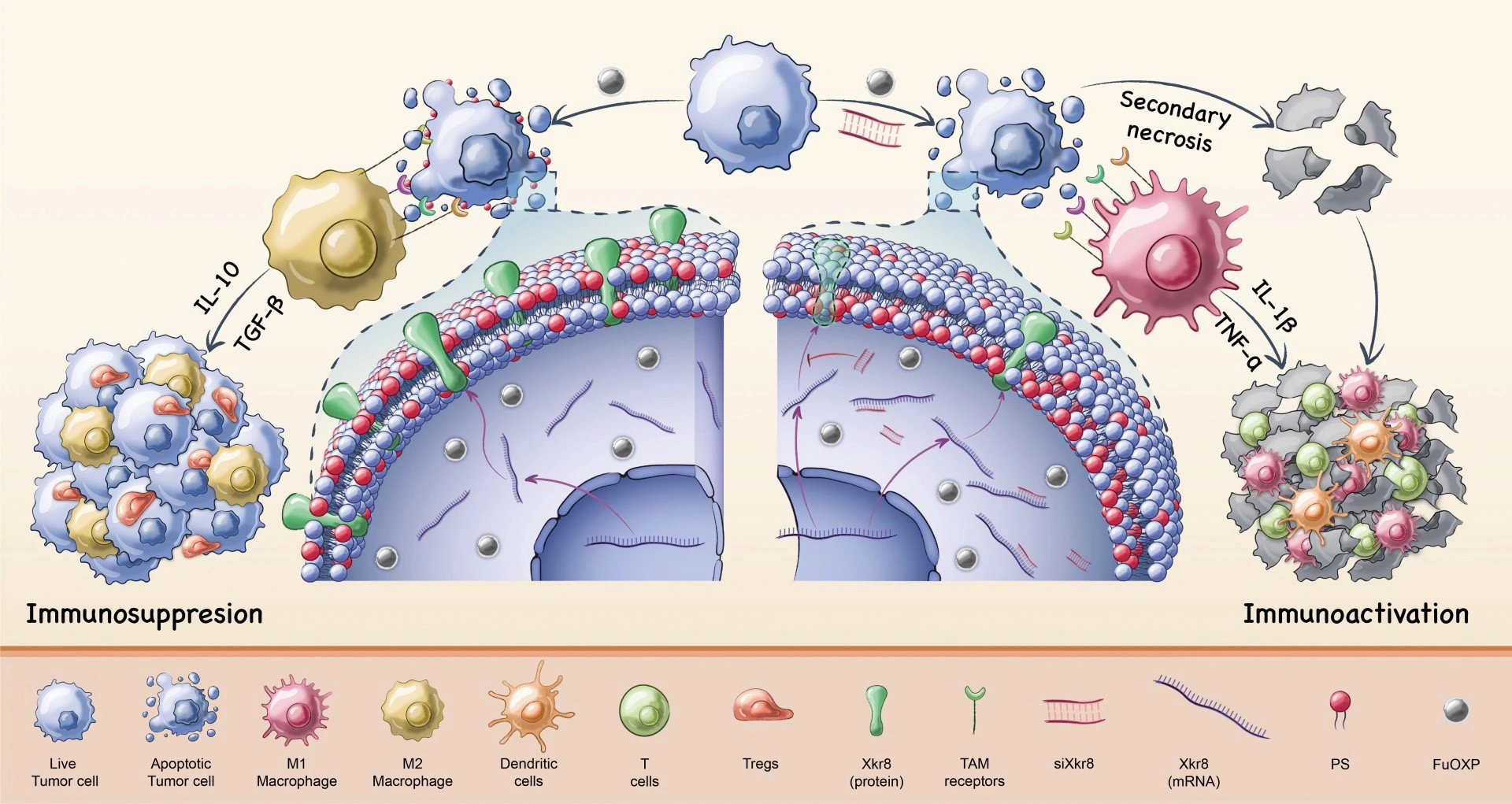 Chemotherapy Response: How to Predict Success