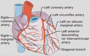 How the Coronary Vessel Role Protects Your Heart