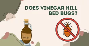 Does Vinegar in Laundry Kill Bed Bugs? Fast Facts