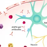 Understanding ENSPRYNG Mechanism of Action in NMOSD Understanding ENSPRYNG Mechanism of Action in NMOSD