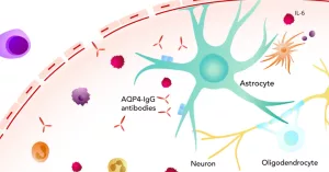 Understanding ENSPRYNG Mechanism of Action in NMOSD