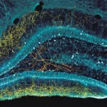 Hippocampus Neurons: Types, Functions & Why They Matter Hippocampus Neurons: Types, Functions & Why They Matter
