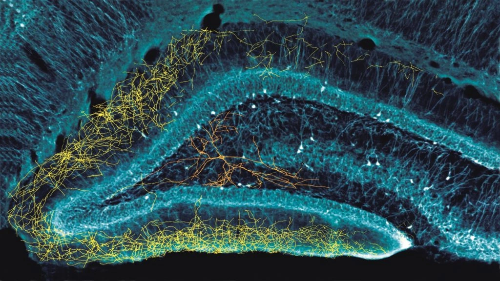 Hippocampus Neurons: Types, Functions & Why They Matter