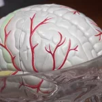 Progressive Apraxia of Speech: Essential Guide Progressive Apraxia of Speech: Essential Guide