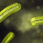 Listeria Contamination – What You Need to Know Right Now
