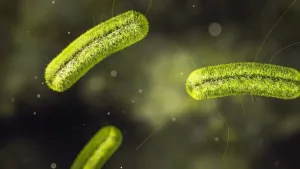 Listeria Contamination – What You Need to Know Right Now