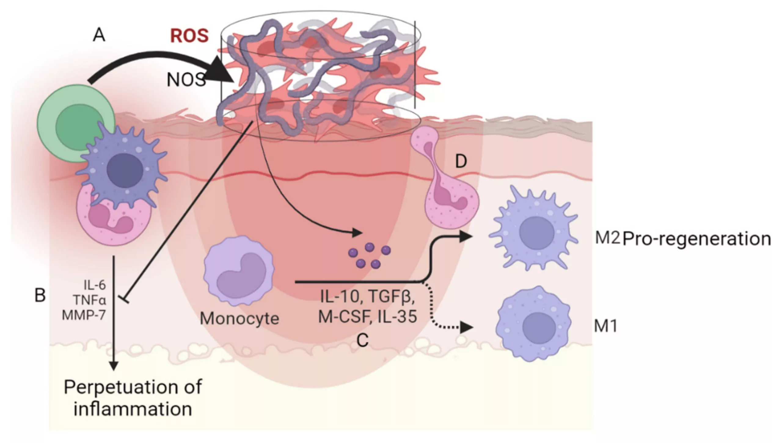 Molecular Imaging Inflammation: PET’s New Brain Clarity