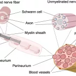 Nerve Fiber Pathways: How Your Brain Communicates