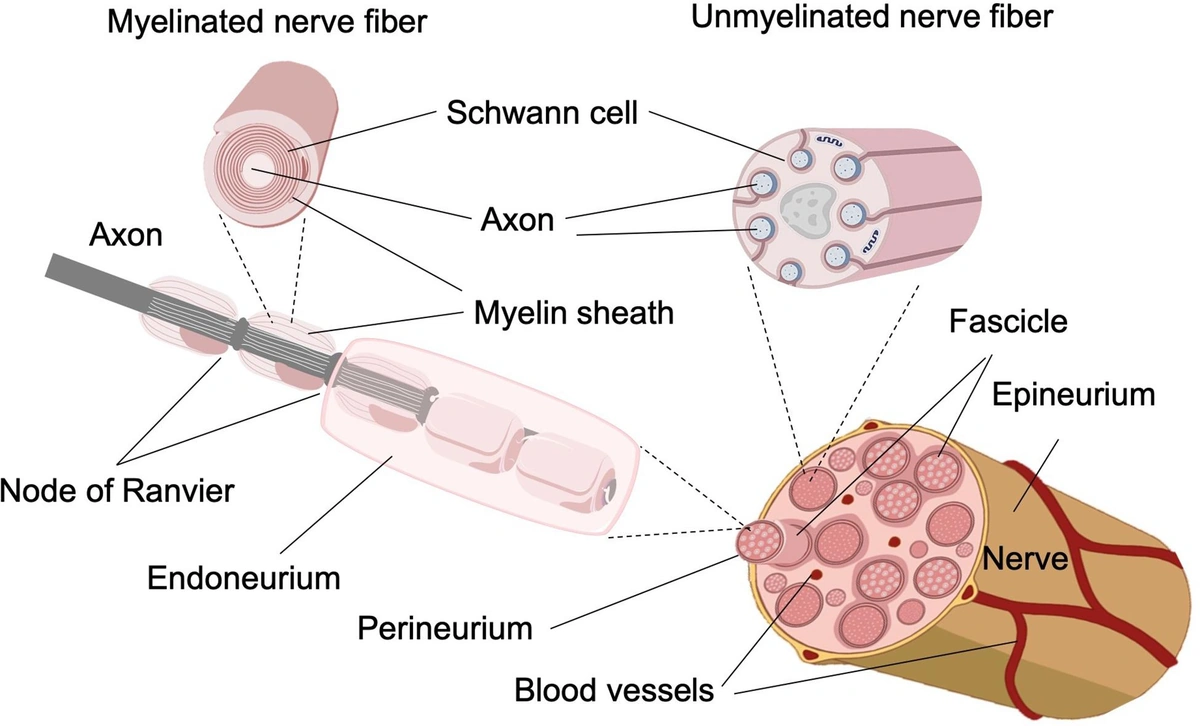 Nerve Fiber Pathways: How Your Brain Communicates