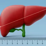 What’s Normal Liver Size Mean for You?