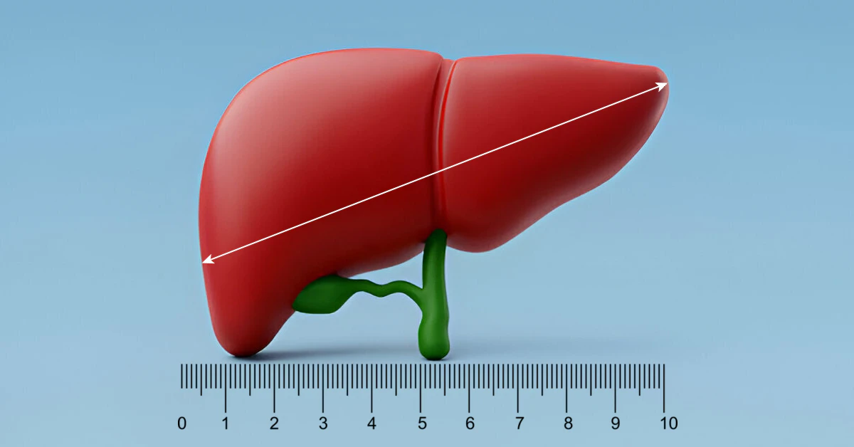 What’s Normal Liver Size Mean for You?