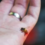 The Bee Sting: Simple Treatments + Natural Fixes That Actually Work