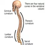 4 Curves of the Spine: Natural Back Design