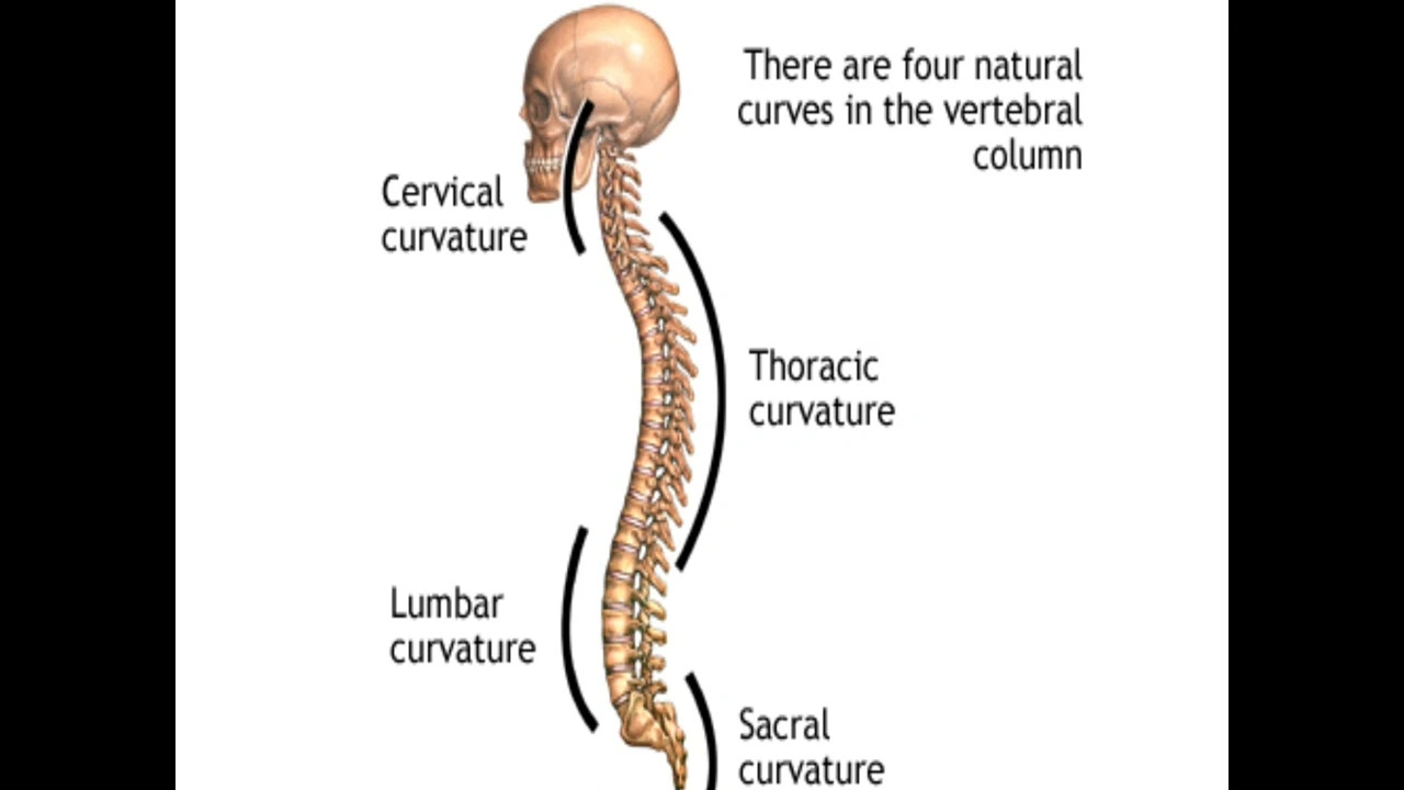 The 4 Curves of the Spine: Why Your Back Isn’t a Straight Line