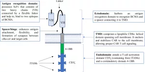 Abecma Target Antigen: Turning T Cells into Cancer Hunters