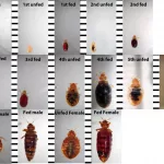 Bed Bugs Actual Size Chart: Your Guide to the Tiny Sleep Wreckers Bed Bugs Actual Size Chart: Your Guide to the Tiny Sleep Wreckers
