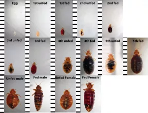 Bed Bugs Actual Size Chart: Your Guide to the Tiny Sleep Wreckers