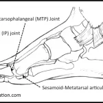 Why the Big Toe Medical Term (“Hallux”) Matters More Than You Think