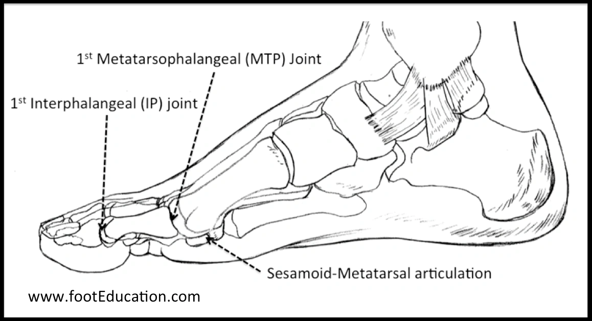 Why the Big Toe Medical Term (“Hallux”) Matters More Than You Think