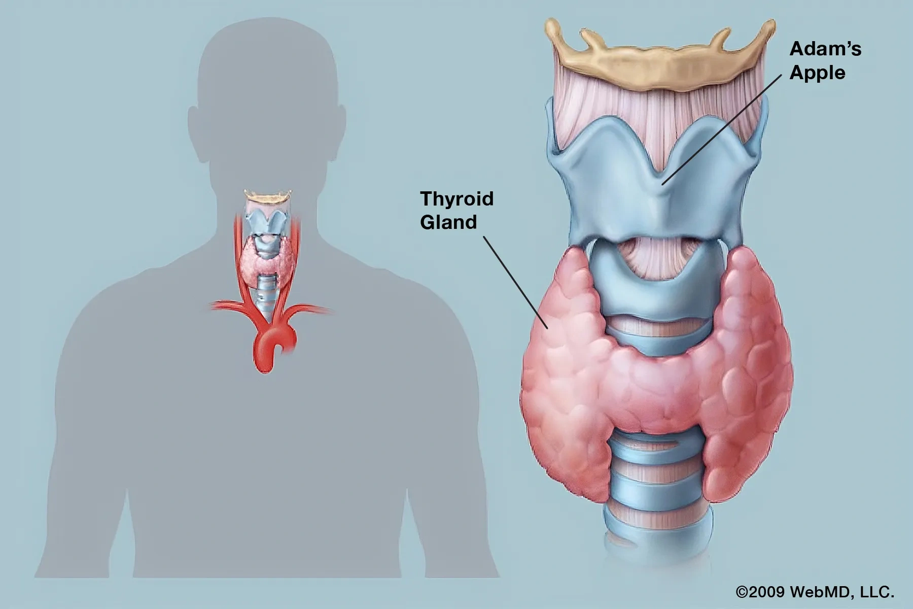 Can Graves’ Disease Kill You? The Real Risks No One Talks About