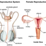 Discuss Structure & Function of Human Reproductive System