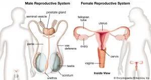 Let’s Discuss the Structure and Function of the Human Reproductive System Let’s Discuss the Structure and Function of the Human Reproductive System