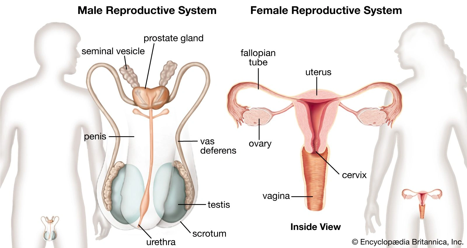 Let’s Discuss the Structure and Function of the Human Reproductive System