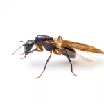 Do Flying Ants Bite? UK Swarm Secrets