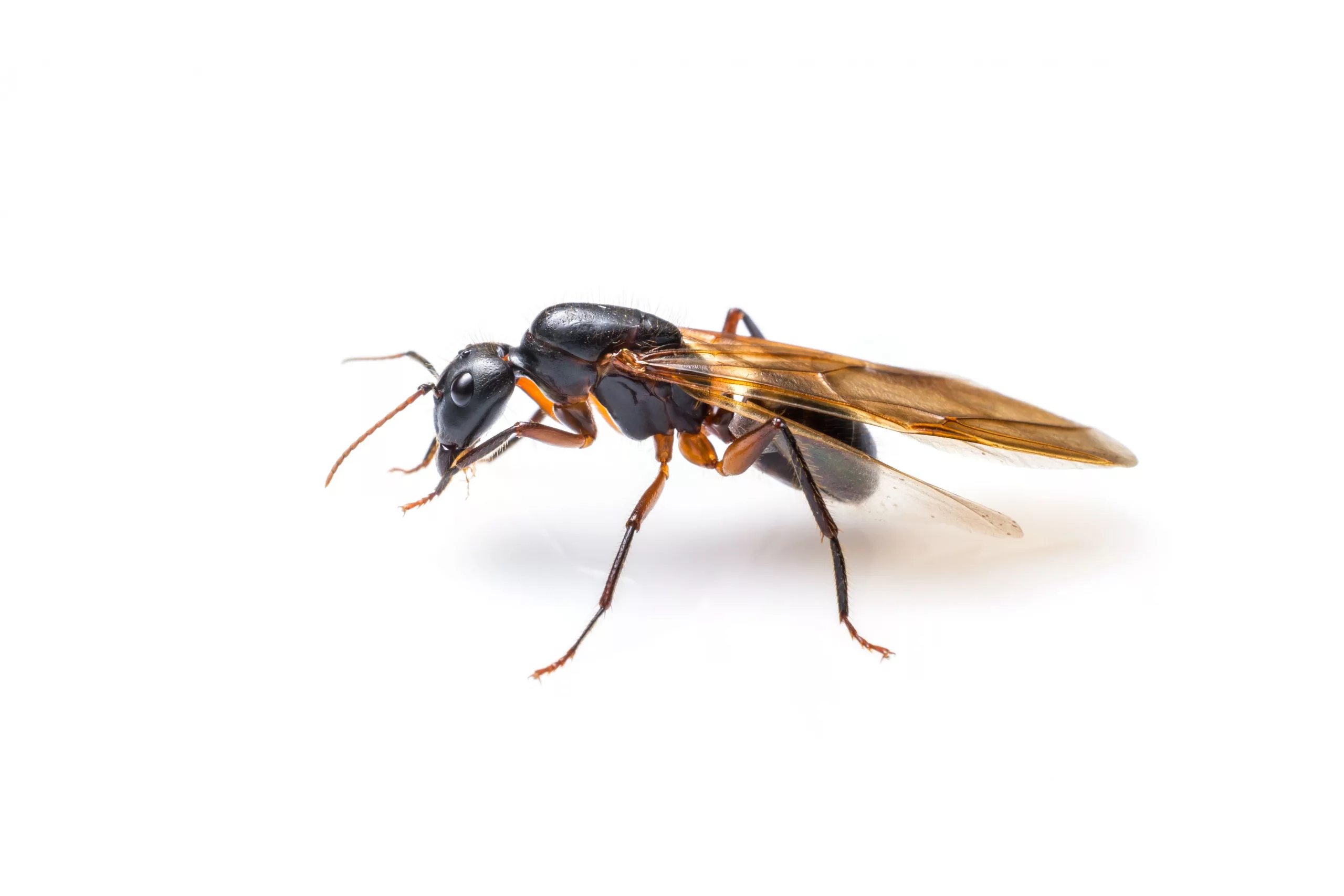 Do Flying Ants Bite? What Really Happens When They Swarm