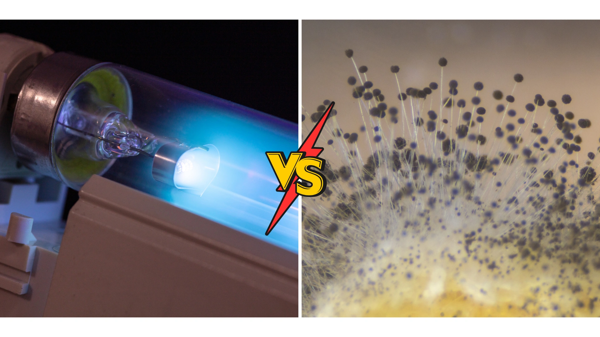 Does UV Light Kill Fungus on Skin? What Science (and Real Life) Shows