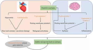 Epilepsy and Risk of Hypokalemia: The Unseen Link to Watch