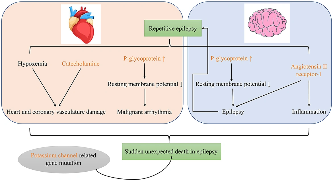 Epilepsy and Risk of Hypokalemia: The Unseen Link to Watch