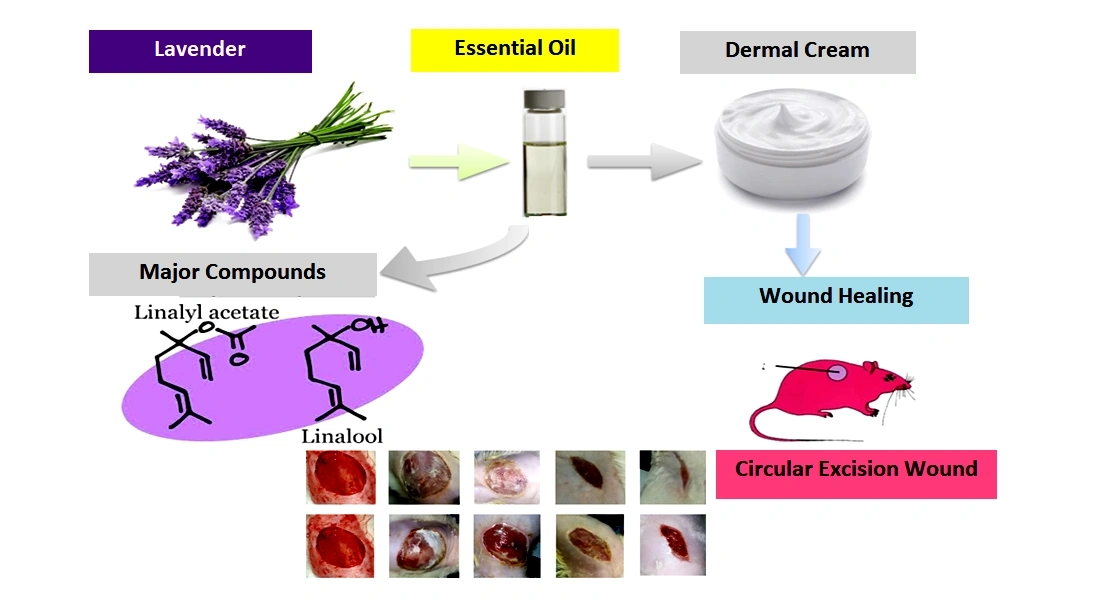 Essential Oils for Wound Healing After Surgery: Natural Recovery with a Personal Touch