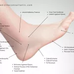 Heel Pain Identifier Chart: Spot Causes Fast