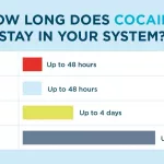How Long Does Cocaine Stay in Urine? The Surprising Truth Might Floor You How Long Does Cocaine Stay in Urine? The Surprising Truth Might Floor You